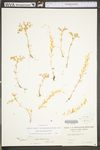Sedum sarmentosum