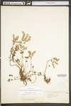 Sedum ternatum