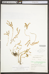 Sedum ternatum