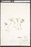 Sedum ternatum