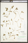 Sedum ternatum