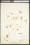 Sedum ternatum