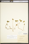 Sedum ternatum