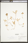 Sedum ternatum