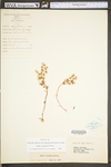 Sedum ternatum