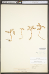 Sedum ternatum
