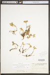 Sedum ternatum