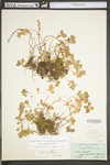 Sedum ternatum
