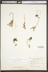 Sedum ternatum