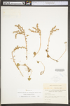 Sedum ternatum