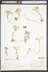 Sedum ternatum