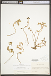 Sedum ternatum
