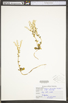 Sedum ternatum