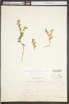 Sedum ternatum
