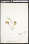 Sedum ternatum