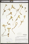 Sedum ternatum