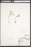 Sedum ternatum