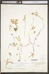 Sedum ternatum