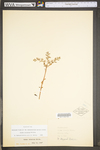 Sedum ternatum