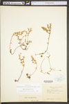 Sedum ternatum