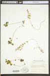 Sedum ternatum