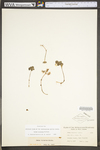Sedum ternatum