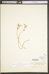 Sedum ternatum