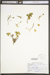 Sedum ternatum