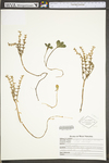 Sedum ternatum