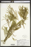 Taxodium distichum