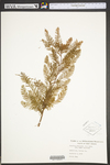 Taxodium distichum