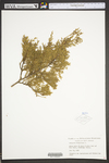 Juniperus virginiana var. virginiana