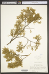 Juniperus virginiana var. virginiana