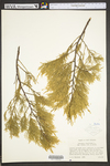 Juniperus virginiana var. virginiana