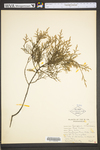 Juniperus virginiana var. virginiana