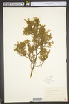 Juniperus virginiana var. virginiana