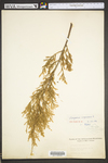 Juniperus virginiana var. virginiana