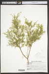 Juniperus virginiana var. virginiana
