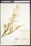 Juniperus virginiana var. virginiana