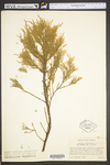 Juniperus virginiana var. virginiana