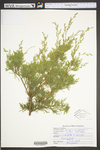 Juniperus virginiana var. virginiana