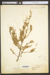 Juniperus virginiana var. virginiana