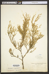 Juniperus virginiana var. virginiana