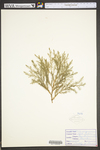 Juniperus virginiana var. virginiana
