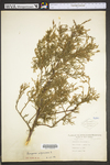 Juniperus virginiana var. virginiana
