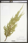 Juniperus virginiana var. virginiana