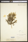 Juniperus virginiana var. virginiana