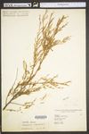 Juniperus virginiana var. virginiana