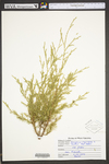 Juniperus virginiana var. virginiana