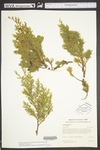 Juniperus virginiana var. virginiana